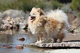 SPITZ ALLEMAND 295